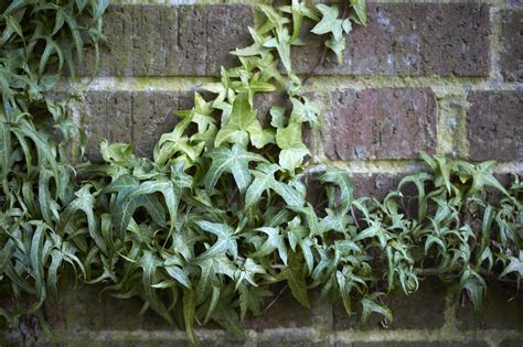 A Vital Vine Best Varieties Of Ivy Gardenista