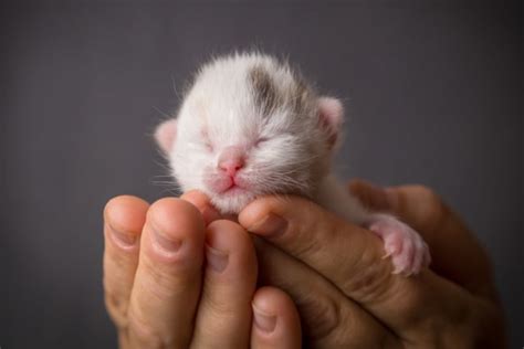 Newborn Kitten