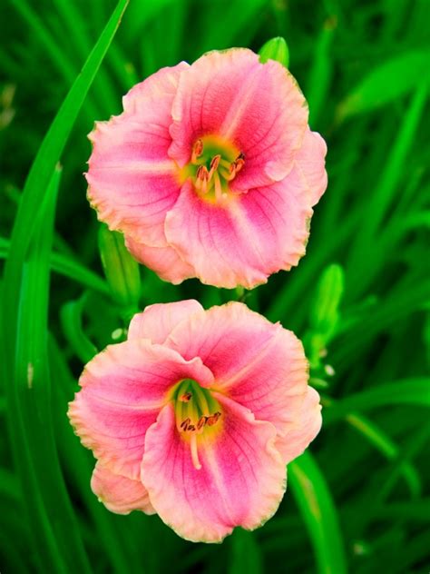 Hemerocallis Little Anna Rosa 1 Litre Pots