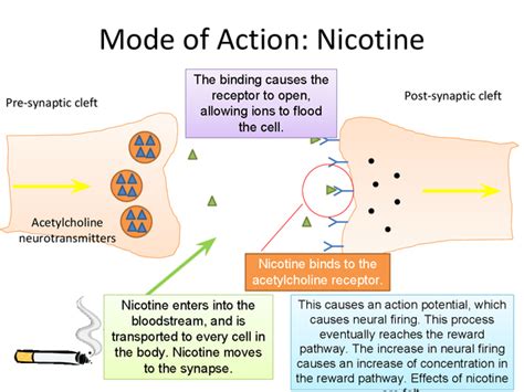 Mode of Action of Nicotine (The Synapse and the Reward Pathway ...