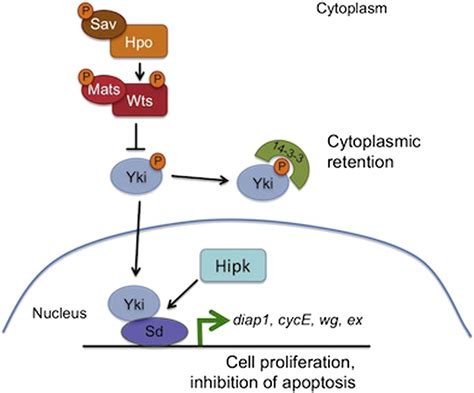 Homeodomain Interacting Protein Kinase Regulates Yorkie Activity To