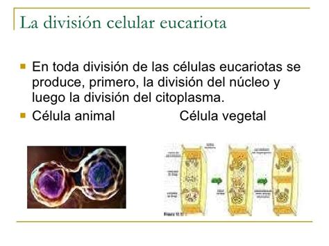 La División Celular