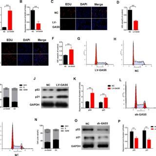 Upregulation Of LncRNA GAS5 Alleviated DN In Vivo A H E Staining Of