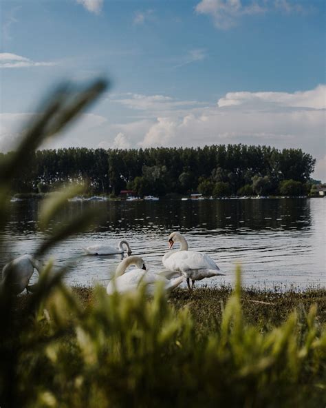 hinh anh mien phi chim thien nga boi loi tren ho balaton voi bau troi