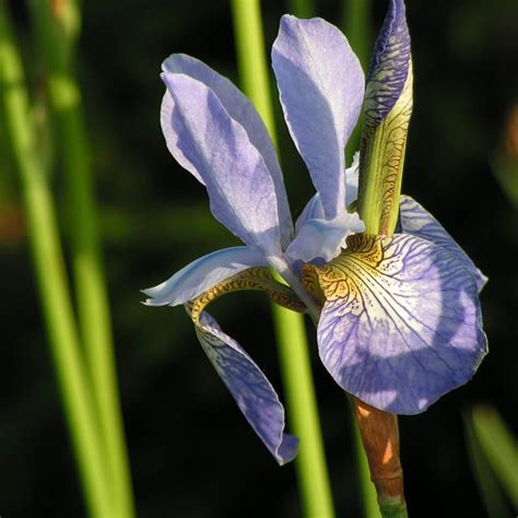 Iris Sibirica Pas De Deux Arborator Us Ugi Ogrodnicze Pawe