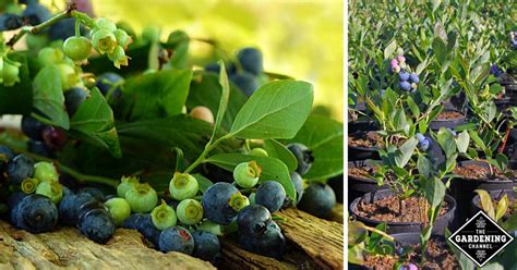 Blueberry Bush Varieties - Gardening Channel