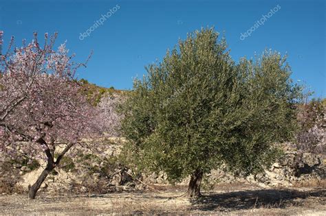 Mediterranean agriculture — Stock Photo © OlafSpeier #4974631