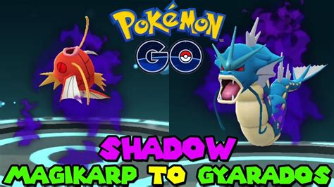 Evolving SHADOW MAGIKARP TO SHADOW GYARADOS IN POKEMON GO YouTube