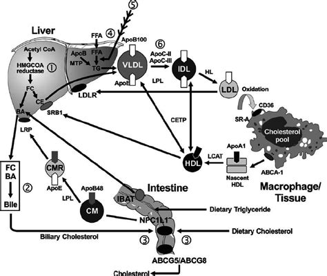 Three Major Pathways Of Plasma Lipoprotein Metabolism Are Shown 1