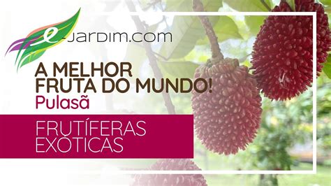 A Melhor Fruta Do Mundo Pulas Nephelium Ramboutan Akee Youtube