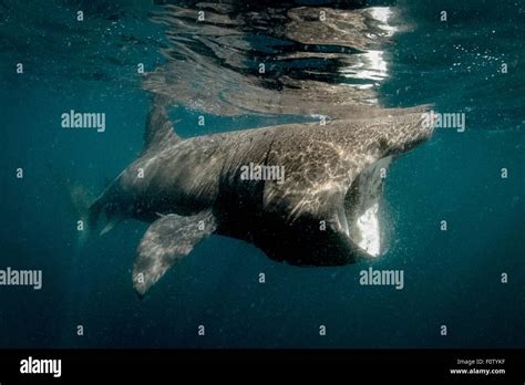 Basking shark hi-res stock photography and images - Alamy