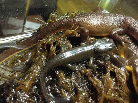 zoology - Identification of this Salamander - Biology Stack Exchange