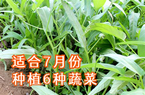 7月份6种蔬菜可以种植，耐高温，秋天可收获，菜农们别错过腾讯新闻