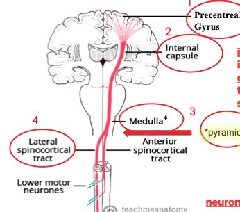 Clin Med Neuro Flashcards Quizlet