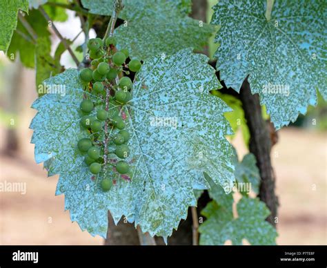 Grapes on vine in vineyard treated with Bordeaux mixture, copper ...