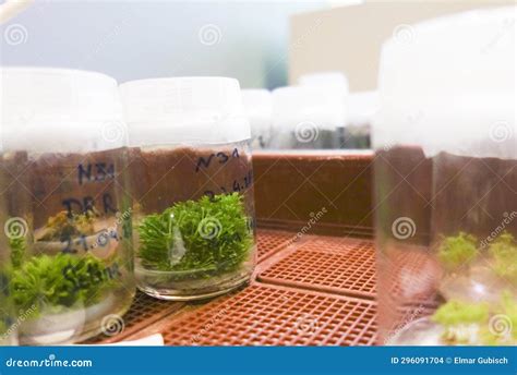 Research Laboratory for Plants Stock Photo - Image of analytics, plants: 296091704