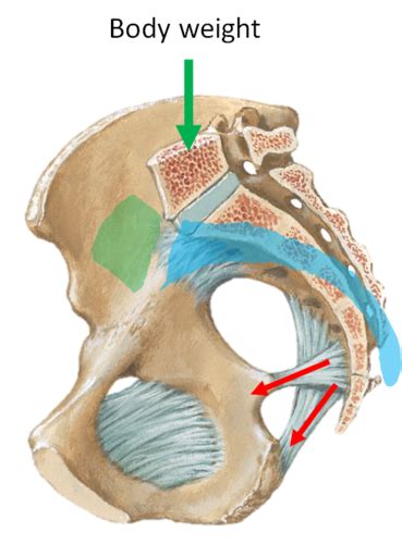 Anat Gluteal Region Posterior Thigh Flashcards Quizlet Hot Sex Picture