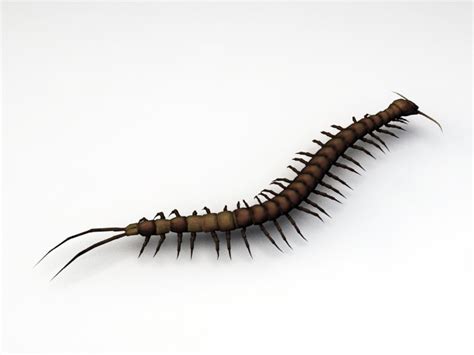 Animated Centipede Rig 3d Model 3ds Max Files Free Download Cadnav