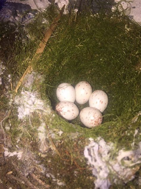 house sparrow eggs – Gohiking.ca