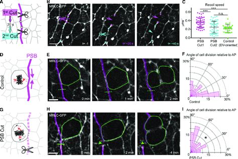 Anisotropic Local Tension at the Actomyosin Cable Is Required for Cell ...
