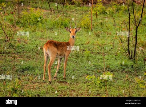 Wild life Animals in Mole National Park, the largest wildlife refuge of ...