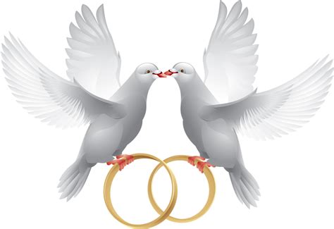 Dove clipart wedding, Dove wedding Transparent FREE for download on ...