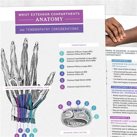 Wrist Extensor Compartments Anatomy And Tendinopathy Considerations ...