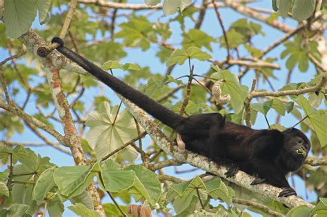 Edit Free Photo Of Howler Monkey Monkey Tail Tree Costa Rica Needpix