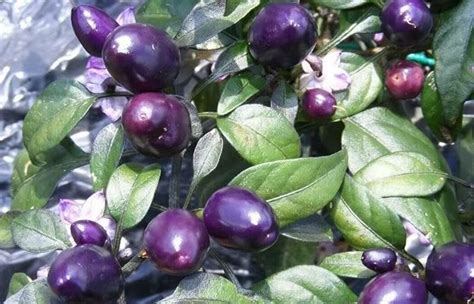 Purple Peppers Guide: Heat, Flavor, Uses