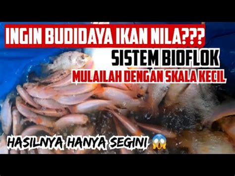 BUDIDAYA IKAN NILA SISTEM BIOFLOK SKALA RUMAHAN KALI INI KOLAM DI