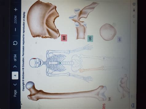 Chapter 7 Skeletal System Flashcards Quizlet