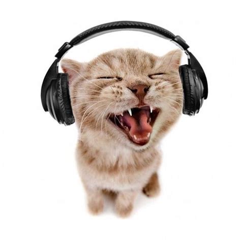 Visit TikTok to discover profiles! | Gatti, Immagini, Foto