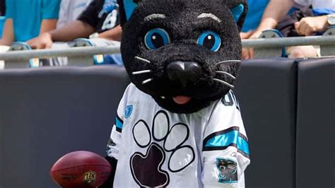 Meet Carolina Panthers Mascot Sir Purr