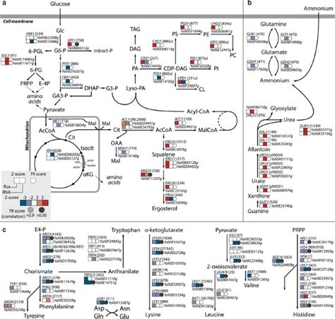 Regulation Of Amino Acid Metabolism Controls Flux To Lipid Accumulation