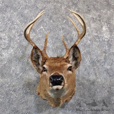 Vintage Whitetail Deer Mount #11658 - The Taxidermy Store