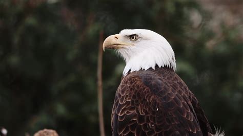 Мы орлы или курицы? - YouTube