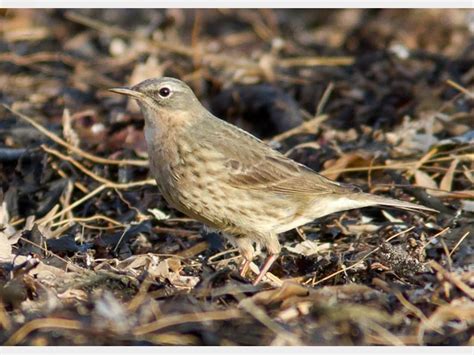 Details Scandinavian Rock Pipit Birdguides