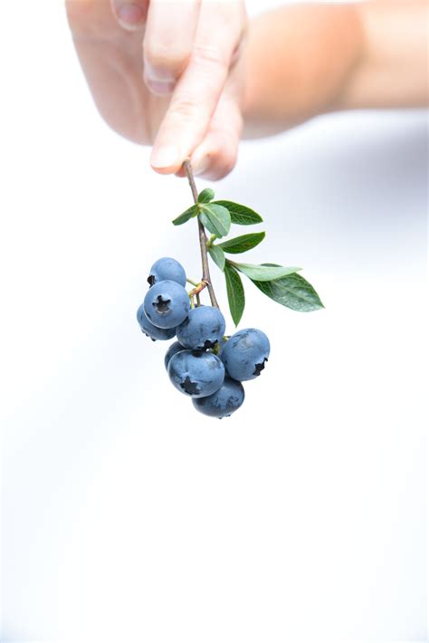 Fotos Gratis Rama Fruta Baya Hoja Flor Comida Produce Azul