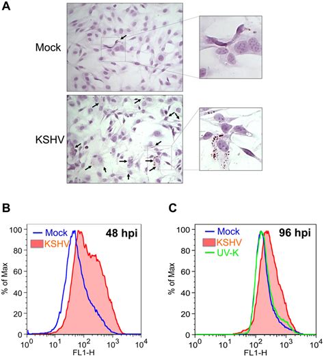 Kshv Infected Cells Induce The Formation Of Lipid Droplet Download Scientific Diagram