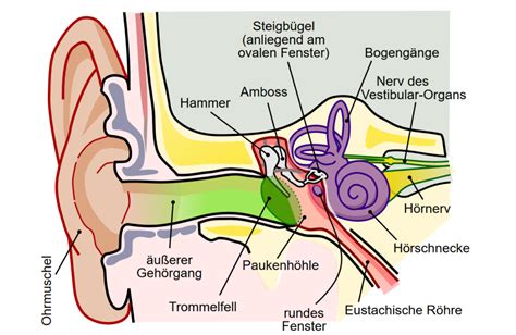 NGW Radio vom 12 11 2017 Das Gehör Naturwissenschaftliche