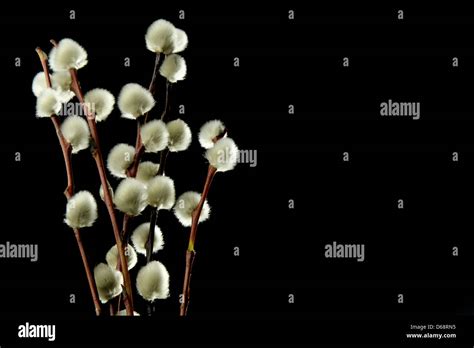 Bunch Of Pussy Willow On Black Background Stock Photo Alamy
