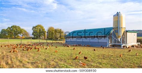 Free Range Chicken Chicken Coop Stock Photo (Edit Now) 509308930