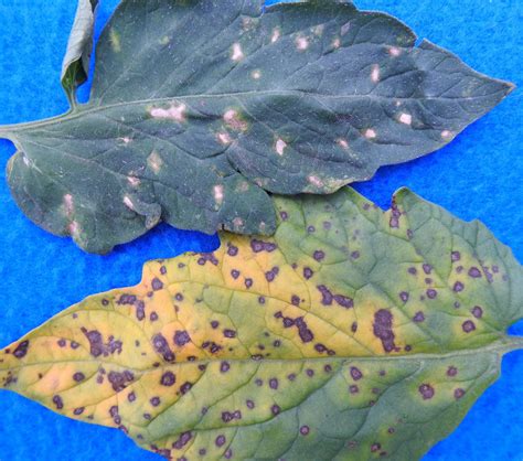 Stemphylium Gray Leaf Spot Of Tomato Vegetable Pathology Long