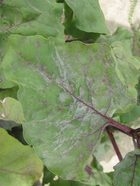 Beet Powdery Mildew Pacific Northwest Vegetable Extension Group