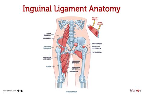 Diagram Of Inguinal Ligament In Muscaular System Body Anatom