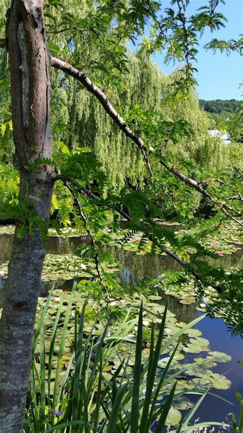 Monet's Garden - Giverny · Pexels