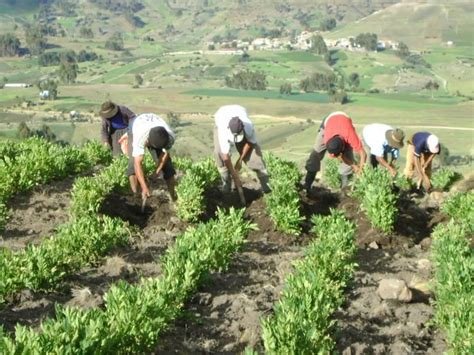 Puno Sequía Afecta A Más De 16 Mil Hectáreas De Cultivos