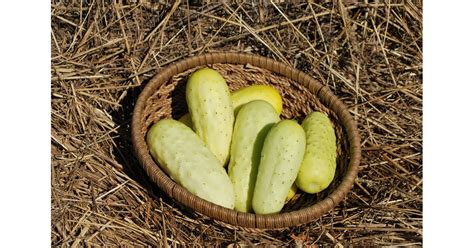 Organic Seed Salt And Pepper Cucumber