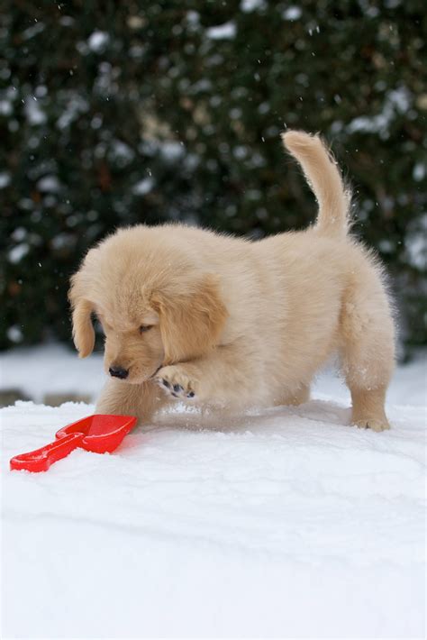 Golden Retriever Puppies Playing In Snow