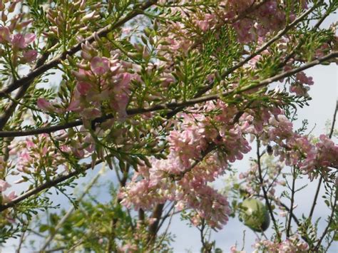 Gliricidia sepium(Pink Madre de Cacao) - Richard Lyons Nursery, Inc.